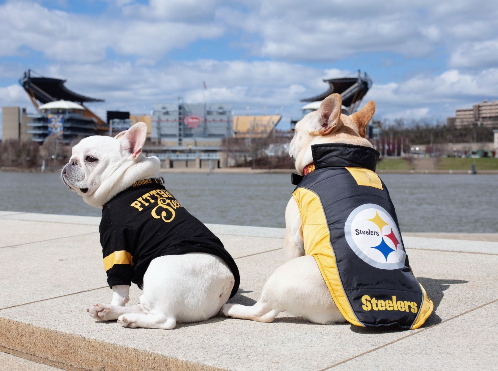 Pittsburgh Steelers Pet Puffer Vest