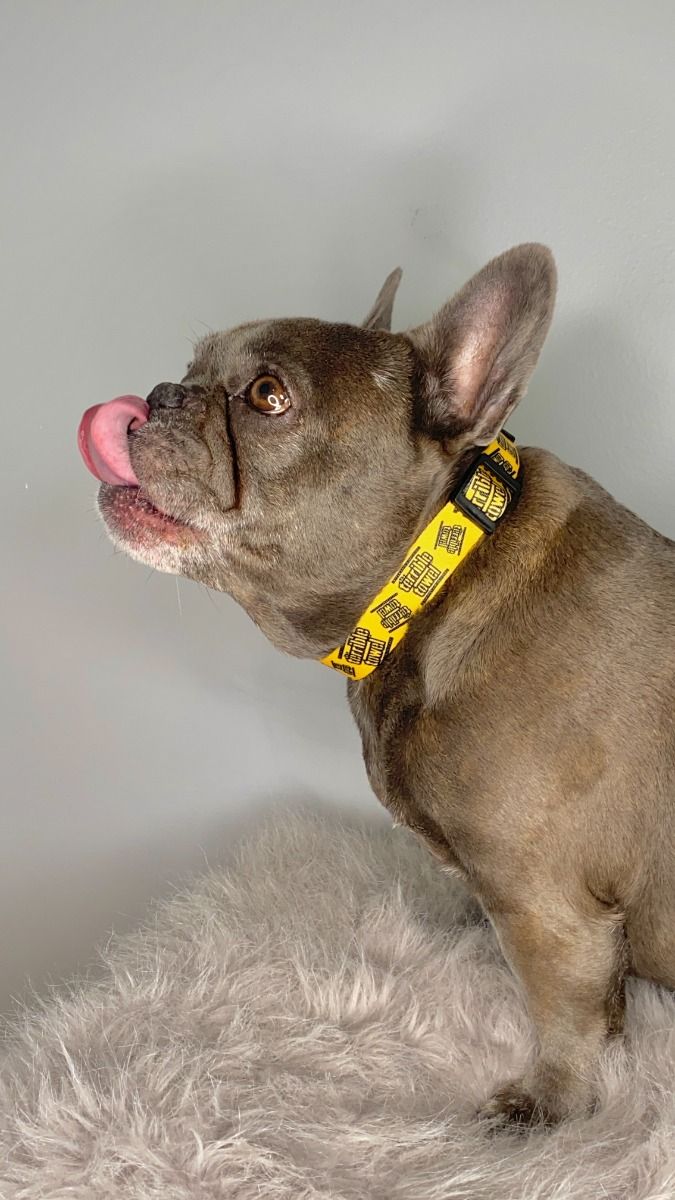 Pittsburgh Steelers Terrible Towel® Pet Collar